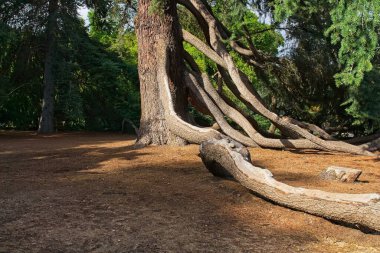 Yerin üstünde garip uzun kökleri olan bir ağaç..