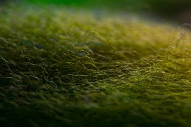 Closeup of green dyed Targhee wool with one blue thread. clipart