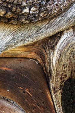 Closeup of an Alligator Juniper, Juniperus deppeana, at the Wood Chute Trail, Arizona. clipart