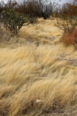 Gökyüzünde fırtına bulutları olan bir tepede kurumuş çimen dalgaları.