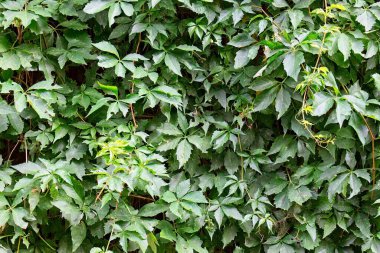 Sivri yaprakların yoğun büyümesi.