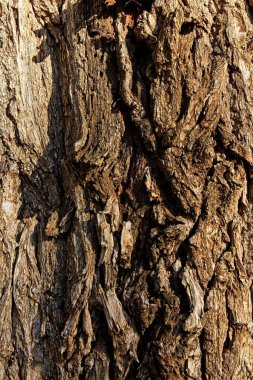 Bir ağacın kabuğunun yakınına..