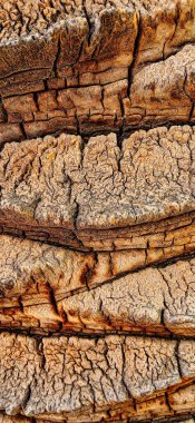 Palmiye ağacının kabuğuna yakın..