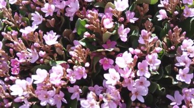 Bal arıları beslenir, ve tozlaşır, pembe çiçekler. 