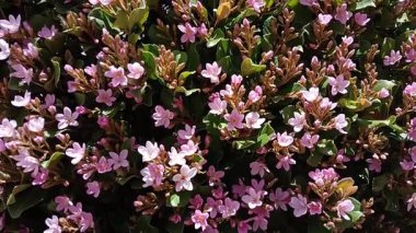 Bal arıları beslenir, ve tozlaşır, pembe çiçekler. 