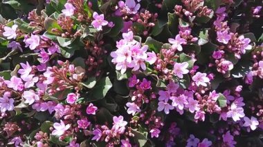 Bal arıları beslenir, ve tozlaşır, pembe çiçekler. 