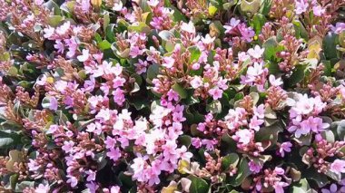 Bal arıları beslenir, ve tozlaşır, pembe çiçekler. 