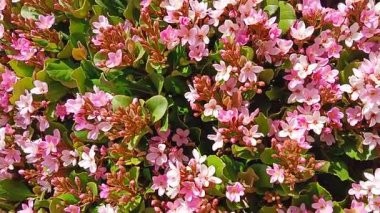 Bal arıları beslenir, ve tozlaşır, pembe çiçekler. 