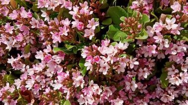 Bal arıları beslenir, ve tozlaşır, pembe çiçekler. 