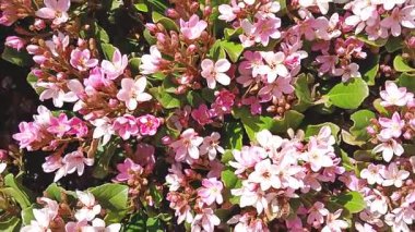 Bal arıları beslenir, ve tozlaşır, pembe çiçekler. 