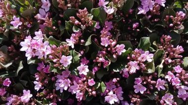 Bal arıları beslenir, ve tozlaşır, pembe çiçekler. 