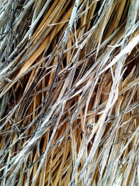 Palmiye ağacındaki uzun kurumuş yaprakların yakınına..