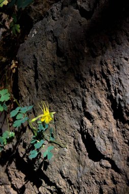 Altın kolumba çiçeği, Aquilegia chrysantha, bir kaya duvarına karşı, Montezuma Well, Rimrock, Arizona.