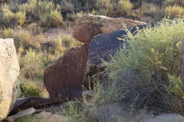 Petroglifler Arizona 'daki Taşlaşmış Orman Ulusal Parkı' nda..
