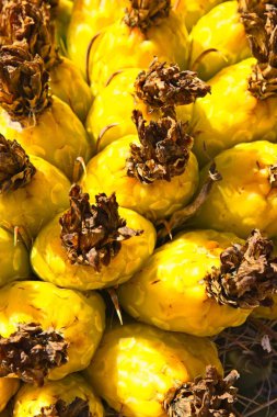 Kaliforniya Fıçı Kaktüsü, Ferocactus silindirik üzerinde meyvelerin yakınlaştırılması.