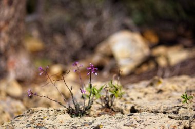 Güzel mor Daimi Rockcress, Boechera perennans, Büyük Kanyon, Arizona.