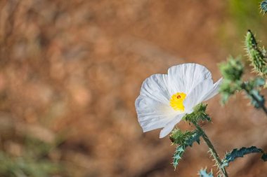 Dikenli Poppy, Argemone munita, Arizona 'da beyaz bir çiçeğe yakın çekim.