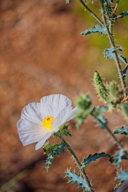 Dikenli Poppy, Argemone munita, Arizona 'da beyaz bir çiçeğe yakın çekim.
