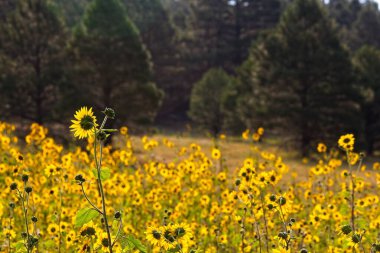 Flagstaff, Arizona 'da bir tarlada, Helianthus Annuus' un süper çiçeği.