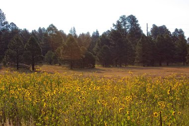 Flagstaff, Arizona 'da bir tarlada, Helianthus Annuus' un süper çiçeği.