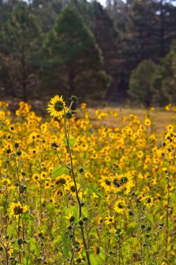 Flagstaff, Arizona 'da bir tarlada, Helianthus Annuus' un süper çiçeği.