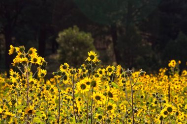 Flagstaff, Arizona 'da bir tarlada, Helianthus Annuus' un süper çiçeği.