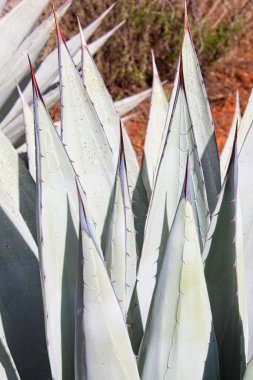 Mavi agave, Agave americana, aydınlık bir günde.