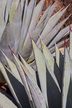 Mavi agave, Agave americana, aydınlık bir günde.