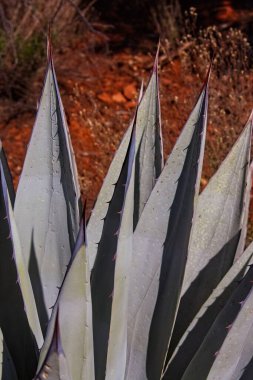Mavi agave, Agave americana, aydınlık bir günde.