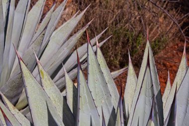 Mavi agave, Agave americana, aydınlık bir günde.