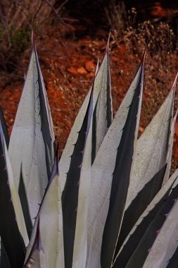 Mavi agave, Agave americana, aydınlık bir günde.