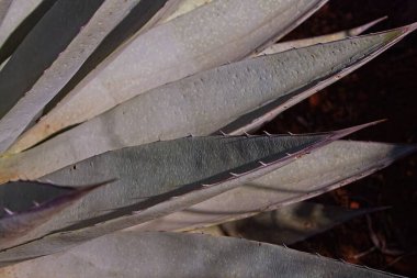 Mavi agave, Agave americana, aydınlık bir günde.