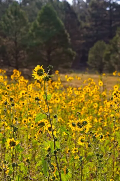 Flagstaff, Arizona 'da bir tarlada, Helianthus Annuus' un süper çiçeği.