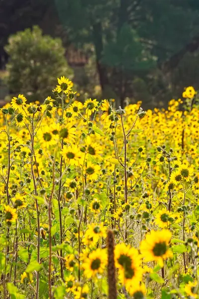 Flagstaff, Arizona 'da bir tarlada, Helianthus Annuus' un süper çiçeği.