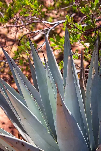 Mavi agave, Agave americana, Arctostaphylos franciscana 'nın önünde büyüyor..
