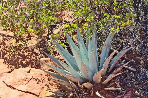 Mavi agave, Agave americana, Arctostaphylos franciscana 'nın önünde büyüyor..