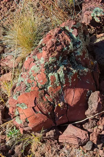 Yeşil Çöl Beyni Lichen, Psora Serebriforis, kırmızı bazalt kayanın üzerinde. Arizona.