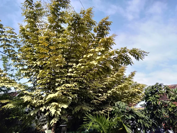 Pohon Angelica Yang Termasuk Dalam Keluarga Araliaceae Aralia Elata Adalah — Stok Foto