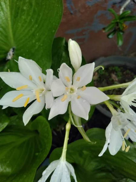 Proiphys Amboinensis 인도네시아에서 보이넨 Amboinensis 이름을 명명되었다 종명은 카드웰 꽃이라고 — 스톡 사진