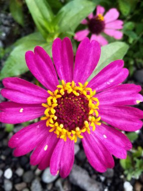 Çingeneler Meksika, Orta Amerika ve Güney Amerika 'ya özgü küçük çalılıklardır. Bu çiçeğin bir kağıt parçasına benzer çok ince ve sert bir corolla 'sı vardır. Zinia 20 çeşit bitkiden oluşur.