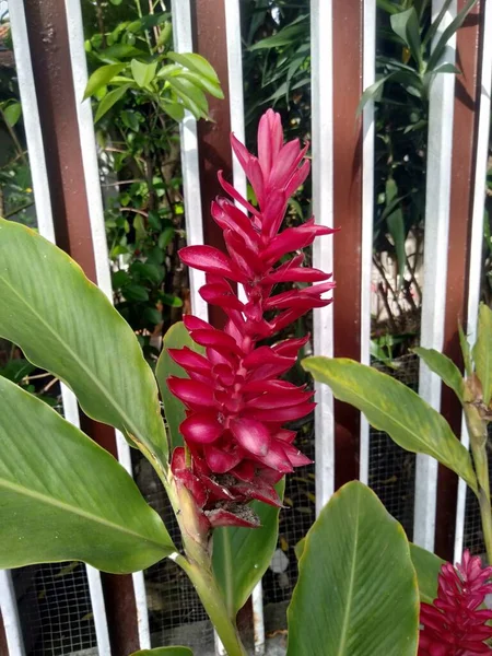 Hawajska Imbirowa Roślina Alpinia Purpurata Piękny Kwiat Czerwonym Lub Różowym — Zdjęcie stockowe