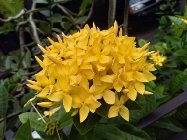 Asoka çiçeği (Ixora coccinea), çok tanıdık çiçekleri olan bir bitki. Bu tür Rubiaceae ailesine aittir.