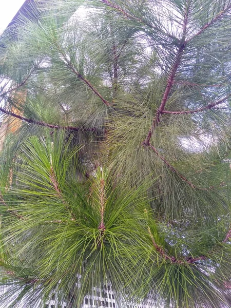 Pinus Longleaf Είναι Ένα Είδος Πεύκου Ενδημικό Στις Νοτιοανατολικές Ηνωμένες — Φωτογραφία Αρχείου