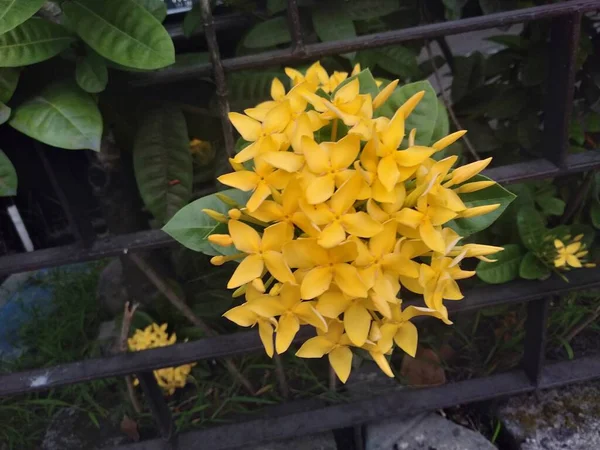 Ashoka Flor Ixora Coccinea Uma Planta Com Belas Flores Que — Fotografia de Stock