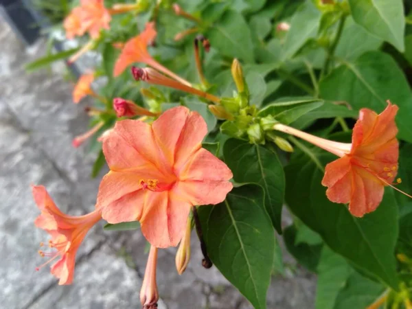 Kwiat Czwartej Inne Imiona Mirabilis Jalapa Lub Four Clock Sweet — Zdjęcie stockowe