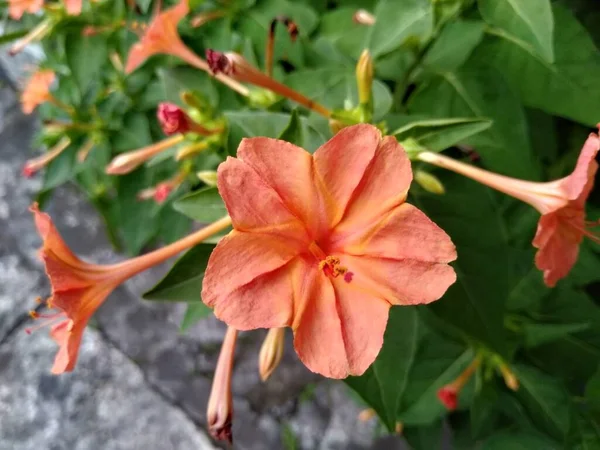 의꽃은 Mirabilis Jalapa 페루의 스위트 그리고 Printoponite 이름을 가지고 도니케 — 스톡 사진