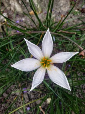 Yağmur çiçekleri (Habranthus robustus syn. Zephyranthes robusta) genellikle saksılara yerleştirilir ya da bahçede süs olarak kullanılır. Bu bitkinin Zephyr zambağı ya da Peri zambağı gibi başka isimleri de var..