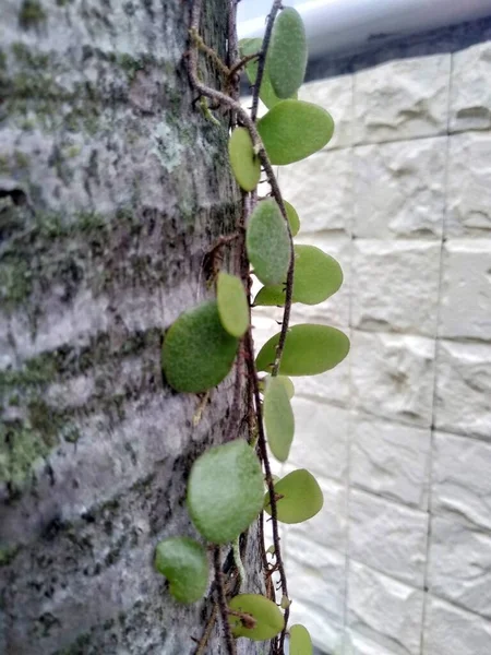 폴리아 Pyrrosia Eleagnifolia 나무껍질 고사리로 알려져 뉴질랜드에서 자생하는 반양치류이다 Eleagnifolia — 스톡 사진