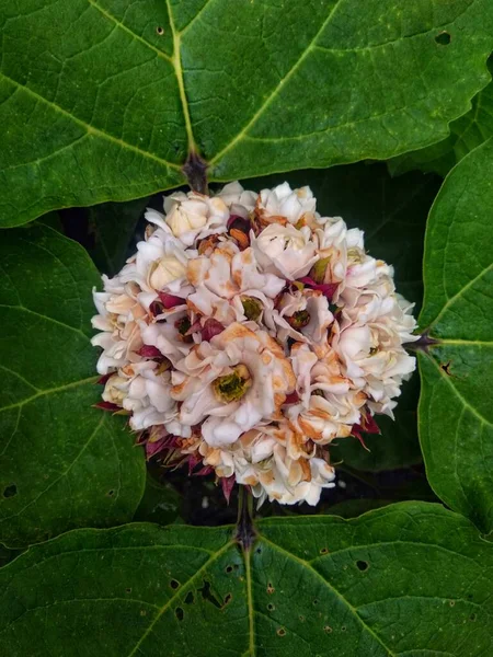Clerodendrum Chinense Αυτό Φυτό Είναι Ένας Θάμνος Ύψος Μεταξύ Έχει — Φωτογραφία Αρχείου