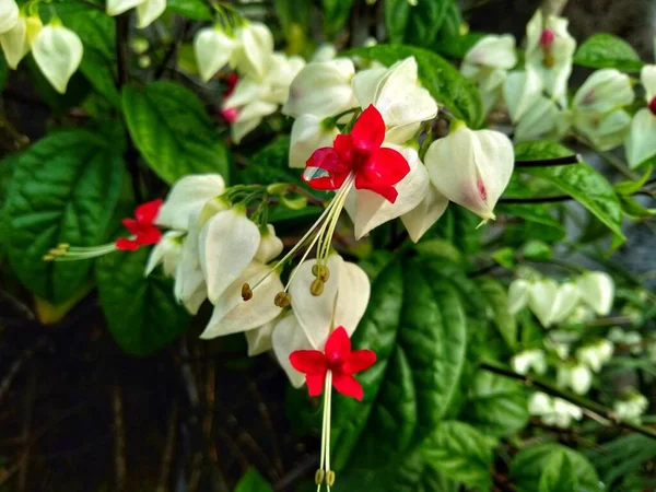 クレロデンドラム トムソニアエ Clerodendrum Thomsoniae または白出血性の心臓のつる 白い出血性の栄光の弓は クレロデンドラム Clerodendrum 属の開花植物の種です — ストック写真